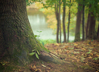 Wald Bäume Natur Sonnenstrahlen Laub Erde 