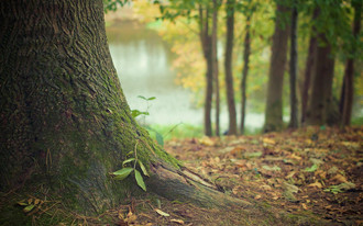 Wald Bäume Natur Sonnenstrahlen Laub Erde 